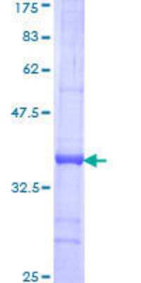 SDS-PAGE Recombinant Human TEAD2 GST (N-Term) Protein