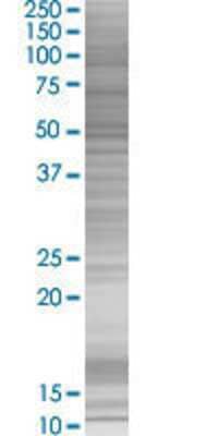PRSS12 transfected lysate.