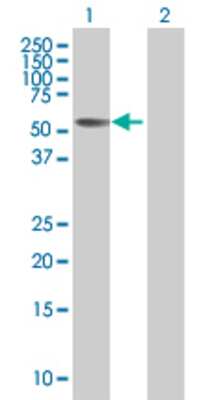 Lane 1: PRSS12 transfected lysate (55.7 KDa) Lane 2: Non-transfected lysate.