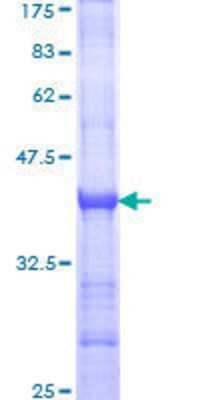 SDS-Page: Recombinant Human Caspr1 Protein [H00008506-Q01] - 12.5% SDS-PAGE Stained with Coomassie Blue.