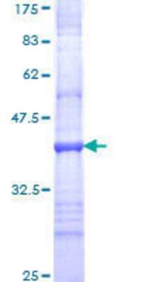 SDS-PAGE Recombinant Human Integrin alpha 8 GST (N-Term) Protein