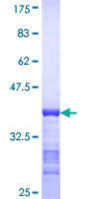 SDS-Page: Recombinant Human PPFIA3 Protein [H00008541-Q01] - 12.5% SDS-PAGE Stained with Coomassie Blue.
