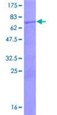 SDS-PAGE Recombinant Human BLZF1 GST (N-Term) Protein