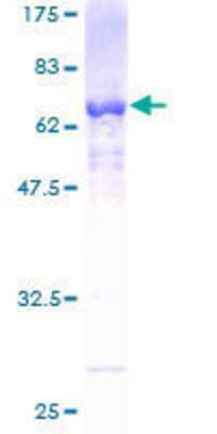 Other Recombinant Human PRP18 GST (N-Term) Protein