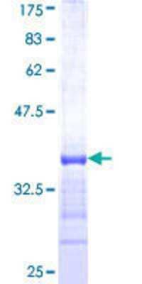 SDS-Page: Recombinant Human KHSRP Protein [H00008570-Q01] - 12.5% SDS-PAGE Stained with Coomassie Blue.