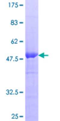 Other Recombinant Human RGS20 GST (N-Term) Protein