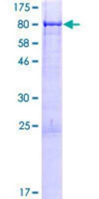 SDS-Page: Recombinant Human JRK Protein [H00008629-P01] - 12.5% SDS-PAGE Stained with Coomassie Blue.