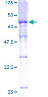 SDS-Page: Recombinant Human SKAP55 Protein [H00008631-P01] - 12.5% SDS-PAGE Stained with Coomassie Blue.