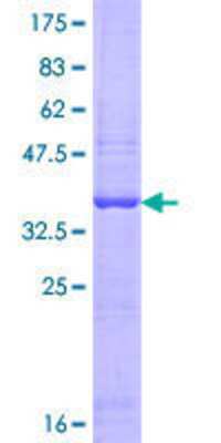 Other Recombinant Human OASL GST (N-Term) Protein