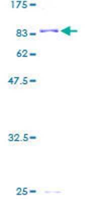 SDS-Page: Recombinant Human ALDH4A1 Protein [H00008659-P01] - 12.5% SDS-PAGE Stained with Coomassie Blue.