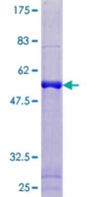 Other Recombinant Human PAGE1 GST (N-Term) Protein