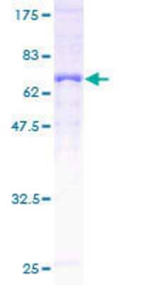 Other Recombinant Human SUCLA2 GST (N-Term) Protein