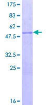 Other Recombinant Human SAP30 GST (N-Term) Protein