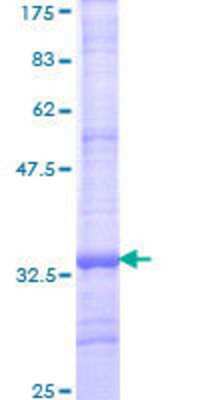 SDS-Page: Recombinant Human TMEM11 Protein [H00008834-Q01] - 12.5% SDS-PAGE Stained with Coomassie Blue.