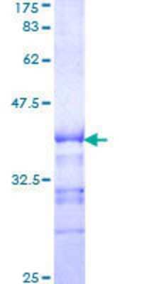 SDS-Page: Recombinant Human KSR1 Protein [H00008844-Q01] - 12.5% SDS-PAGE Stained with Coomassie Blue.