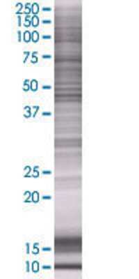 VNN2 transfected lysate.