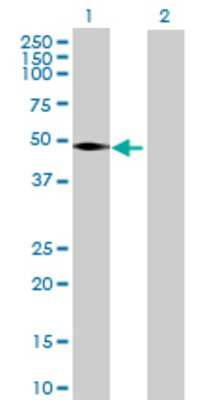 Lane 1: VNN2 transfected lysate (51.48 KDa) Lane 2: Non-transfected lysate.