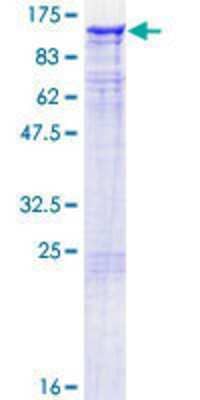 Other Recombinant Human TAX1BP1 GST (N-Term) Protein