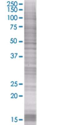 SNURF transfected lysate.