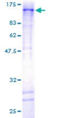 SDS-Page: Recombinant Human Topo III beta Protein [H00008940-P01] - 12.5% SDS-PAGE Stained with Coomassie Blue.
