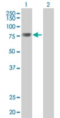 Lane 1: TOP3B transfected lysate (96.7 KDa) Lane 2: Non-transfected lysate.