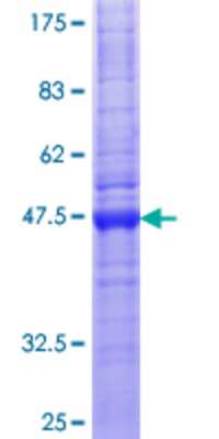 SDS-Page: Recombinant Human Claudin-12 Protein [H00009069-P01] - 12.5% SDS-PAGE Stained with Coomassie Blue.