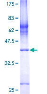 SDS-PAGE Recombinant Human COX7A2L GST (N-Term) Protein