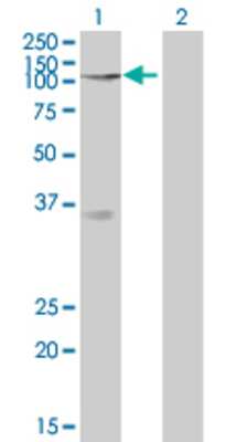 Lane 1: NOLC1 transfected lysate (73.7 KDa) Lane 2: Non-transfected lysate.