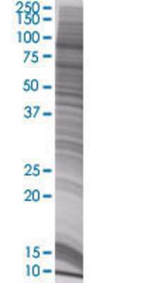 PIWIL1 transfected lysate.