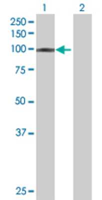 Lane 1: PIWIL1 transfected lysate (94.82 KDa) Lane 2: Non-transfected lysate.