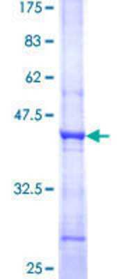 SDS-Page: Recombinant Human PTER Protein [H00009317-Q01] - 12.5% SDS-PAGE Stained with Coomassie Blue.