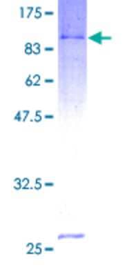 Other Recombinant Human ASC1 GST (N-Term) Protein