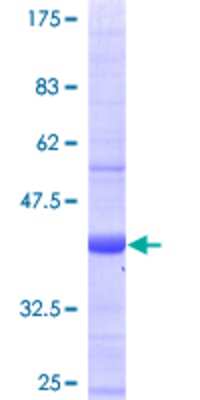 Other Recombinant Human RAB28 GST (N-Term) Protein