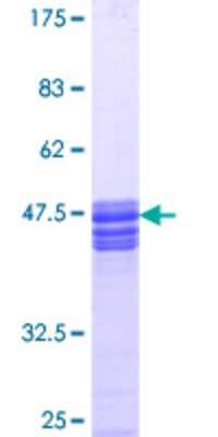SDS-Page: Recombinant Human NHERF-1 Protein [H00009368-Q01] - 12.5% SDS-PAGE Stained with Coomassie Blue.