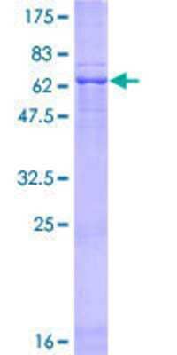 Other Recombinant Human WDR57 GST (N-Term) Protein