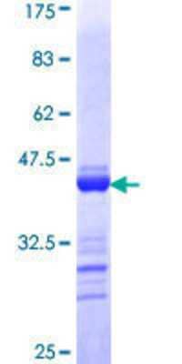 SDS-PAGE Recombinant Human Tight Junction Protein 2 GST (N-Term) Protein