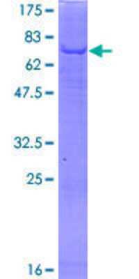 Other Recombinant Human PGS1 GST (N-Term) Protein