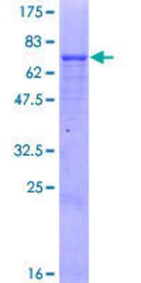 SDS-Page: Recombinant Human Mitochondrial-processing peptidase subunit beta Protein [H00009512-P01] - 12.5% SDS-PAGE Stained with Coomassie Blue.