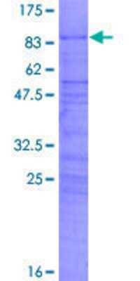 SDS-Page: Recombinant Human CBF1-interacting corepressor Protein [H00009541-P01] - 12.5% SDS-PAGE Stained with Coomassie Blue.
