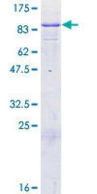 Other Recombinant Human GTP-binding protein 1 GST (N-Term) Protein