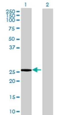 Lane 1: APOBEC3B transfected lysate (29.8 KDa) Lane 2: Non-transfected lysate.