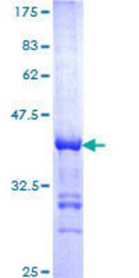 SDS-Page: Recombinant Human CREB5 Protein [H00009586-Q01] - 12.5% SDS-PAGE Stained with Coomassie Blue.