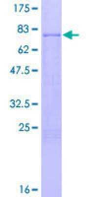 Recombinant Human TRAF-4 Protein [H00009618-P01] - 12.5% SDS-PAGE Stained with Coomassie Blue.