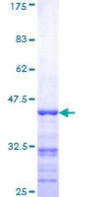 Other Recombinant Human RAPGEF2 GST (N-Term) Protein