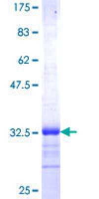 SDS-Page: Recombinant Human TRAM2 Protein [H00009697-Q01] - 12.5% SDS-PAGE Stained with Coomassie Blue.