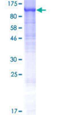 Other Recombinant Human FAM115A GST (N-Term) Protein