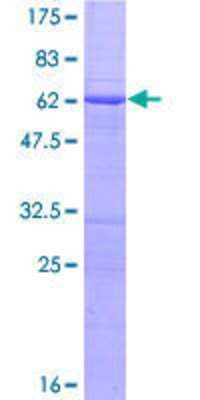 SDS-Page: Recombinant Human RASSF2 GST (N-Term) Protein [H00009770-P01] - Recombinant Human RASSF2 Protein [H00009770-P01] - 12.5% SDS-PAGE Stained with Coomassie Blue.