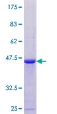 SDS-PAGE Recombinant Human DAZAP2 GST (N-Term) Protein