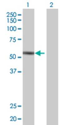 Lane 1: IHPK1 transfected lysate (50.2 KDa) Lane 2: Non-transfected lysate.