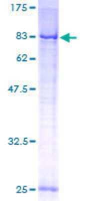 SDS-Page: Recombinant Human TOM70 Protein [H00009868-P01] - 12.5% SDS-PAGE Stained with Coomassie Blue.